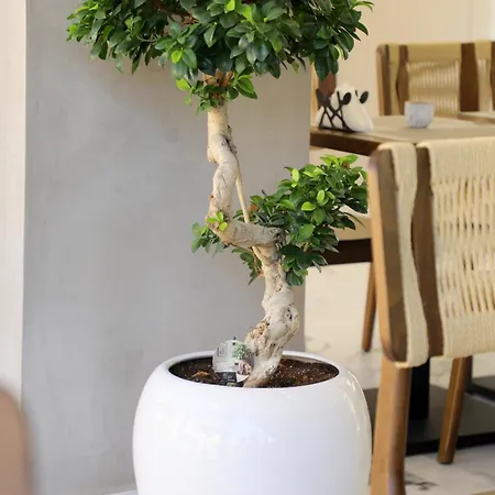 فندق Niklas Boutique 4*